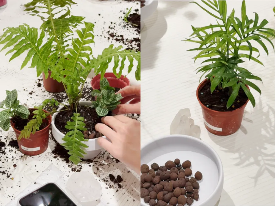 Shiny Deco｜原礦水晶組盆美學課